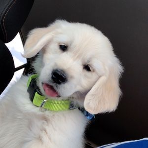 Meet your Posher, Jordan